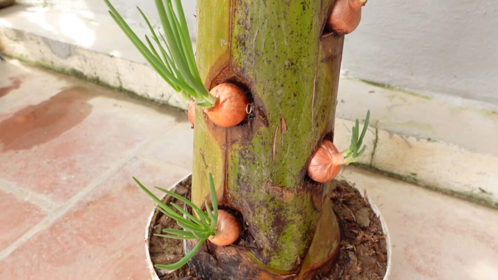 Amazing Idea Growing Onions on Banana Tree Trunk a Miracle Happened 3