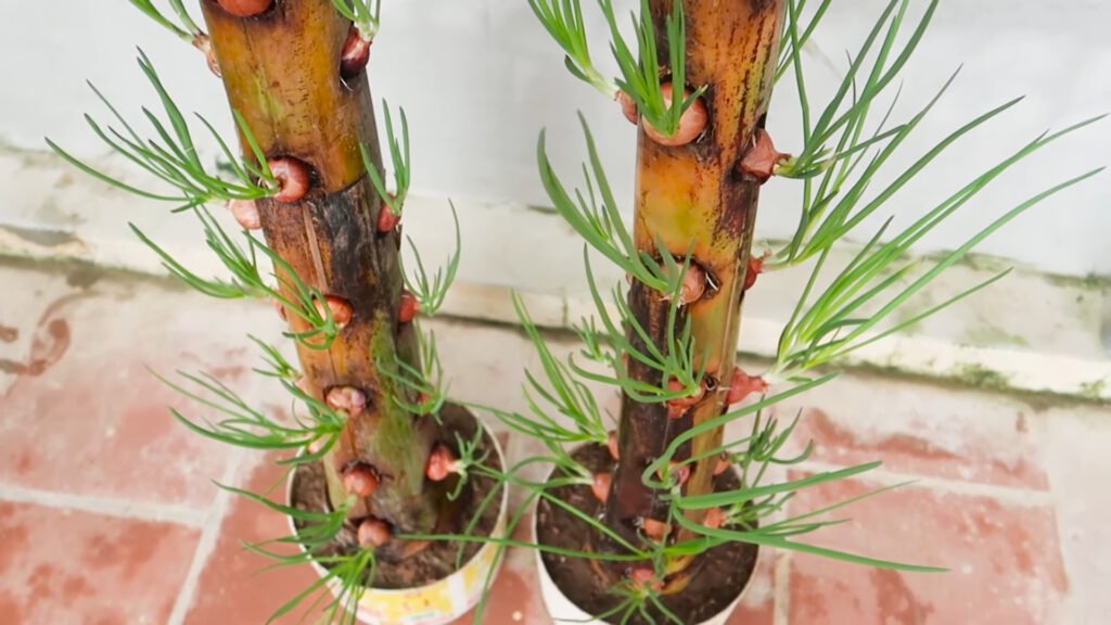 Amazing Idea Growing Onions on Banana Tree Trunk a Miracle Happened 4