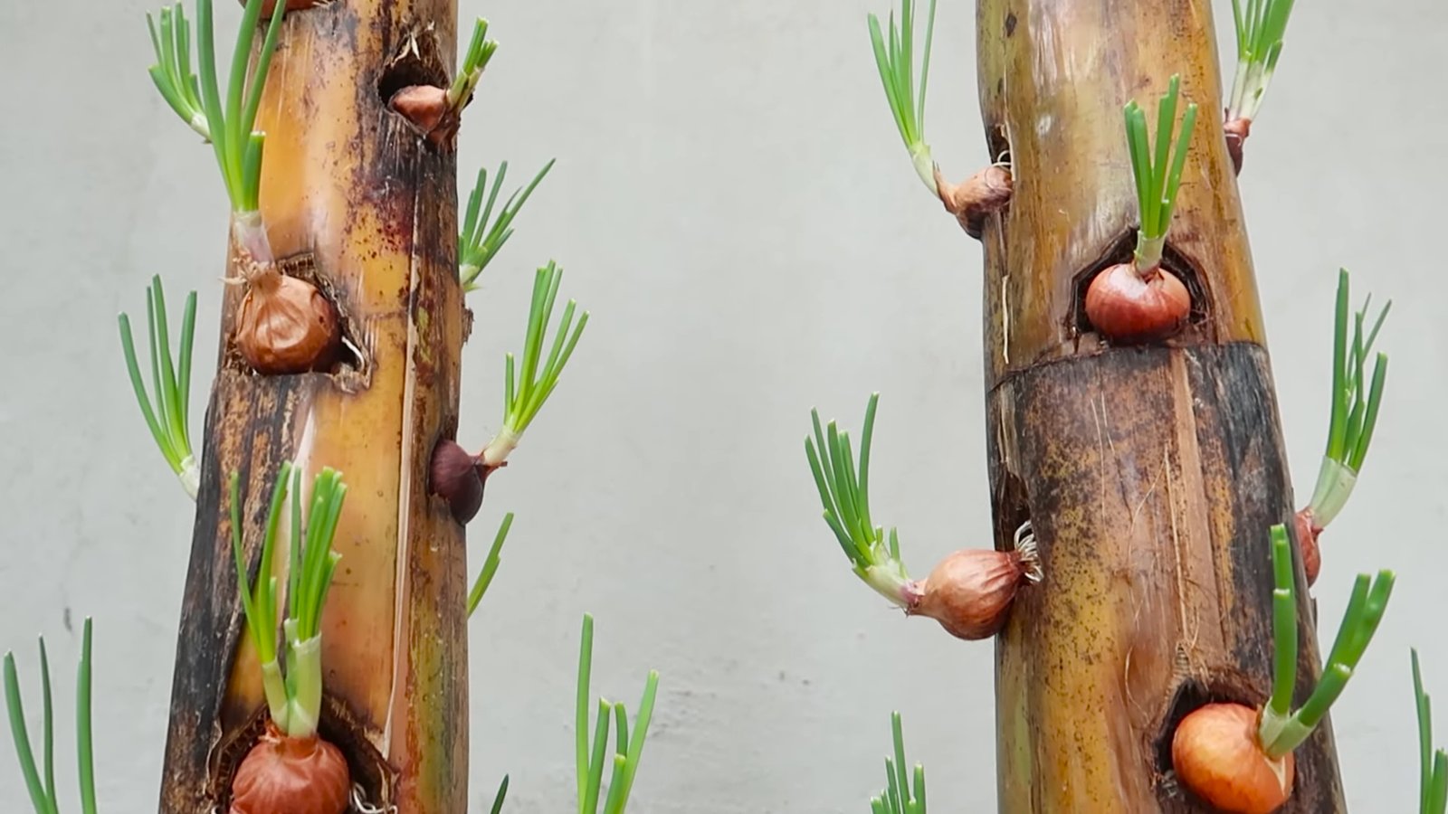 Amazing Idea Growing Onions on Banana Tree Trunk a Miracle Happened 5