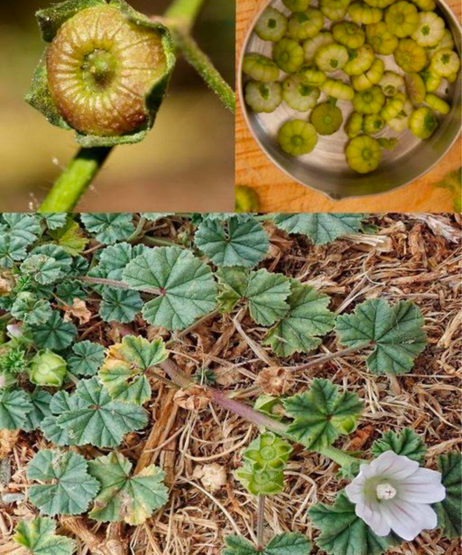 DIY Laundry Soap 2024 02 02T014013.386 1