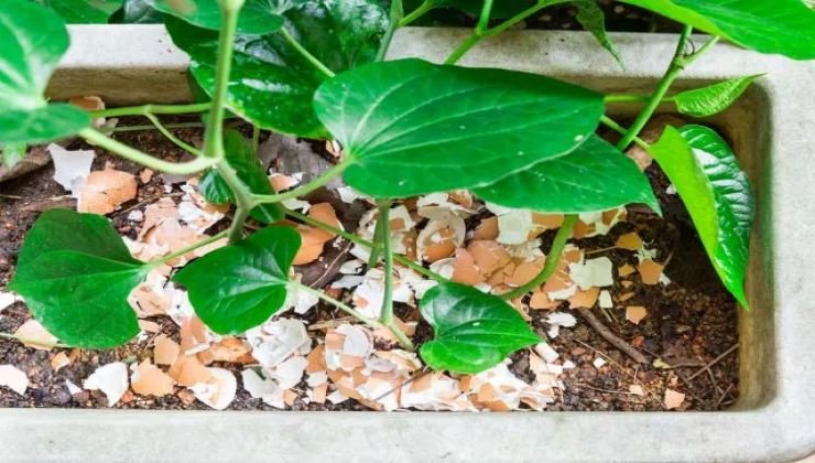 Gusci uova nelle piante