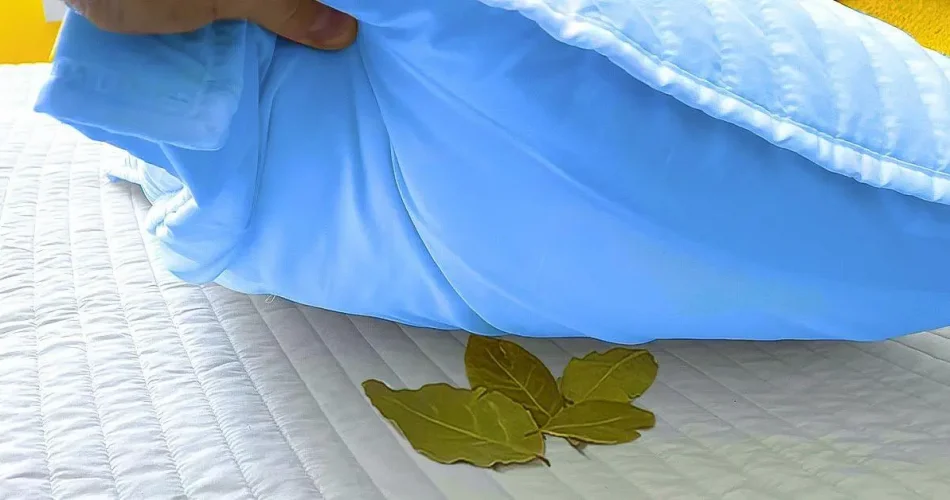 Mettez des feuilles de laurier sous loreiller et voyez ce qui se passe pendant la nuit 1200x628 1 950x500 1.png