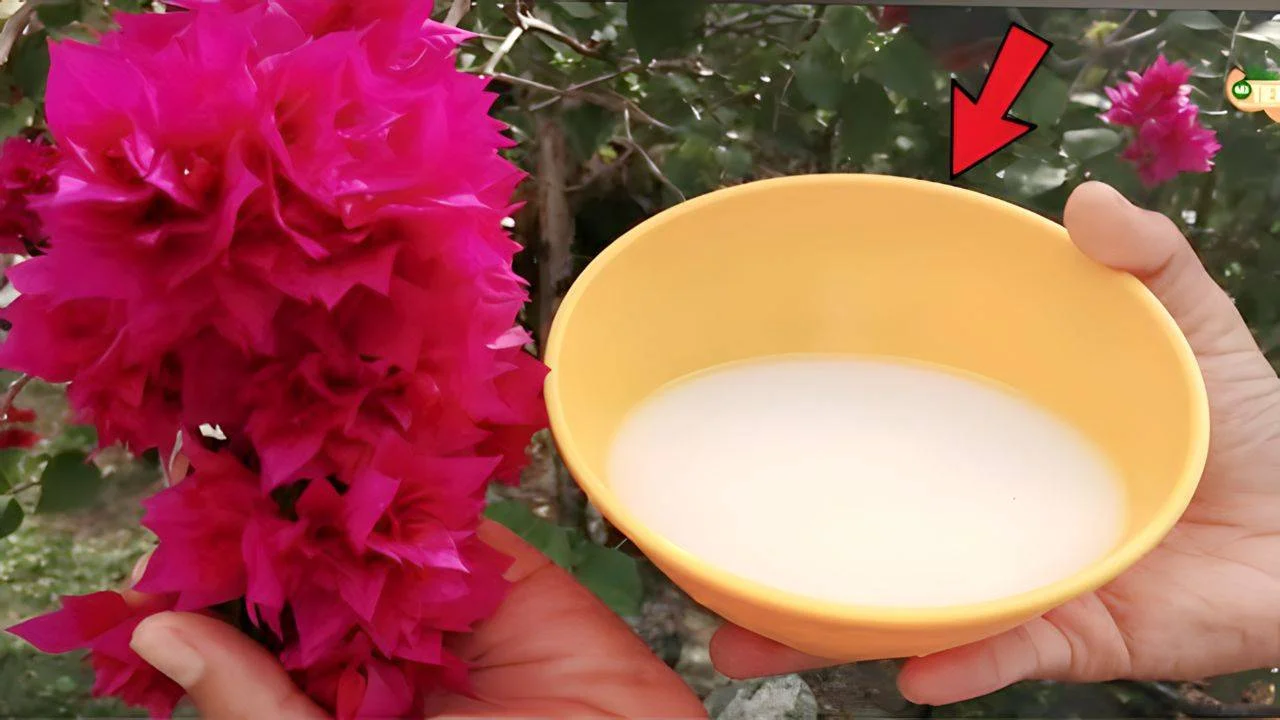 Pianta rigogliosa 1.jpg