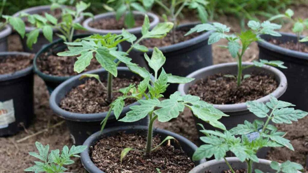 cest lastuce que tout le monde devrait connaitre pour faire pousser un plant de tomate 1