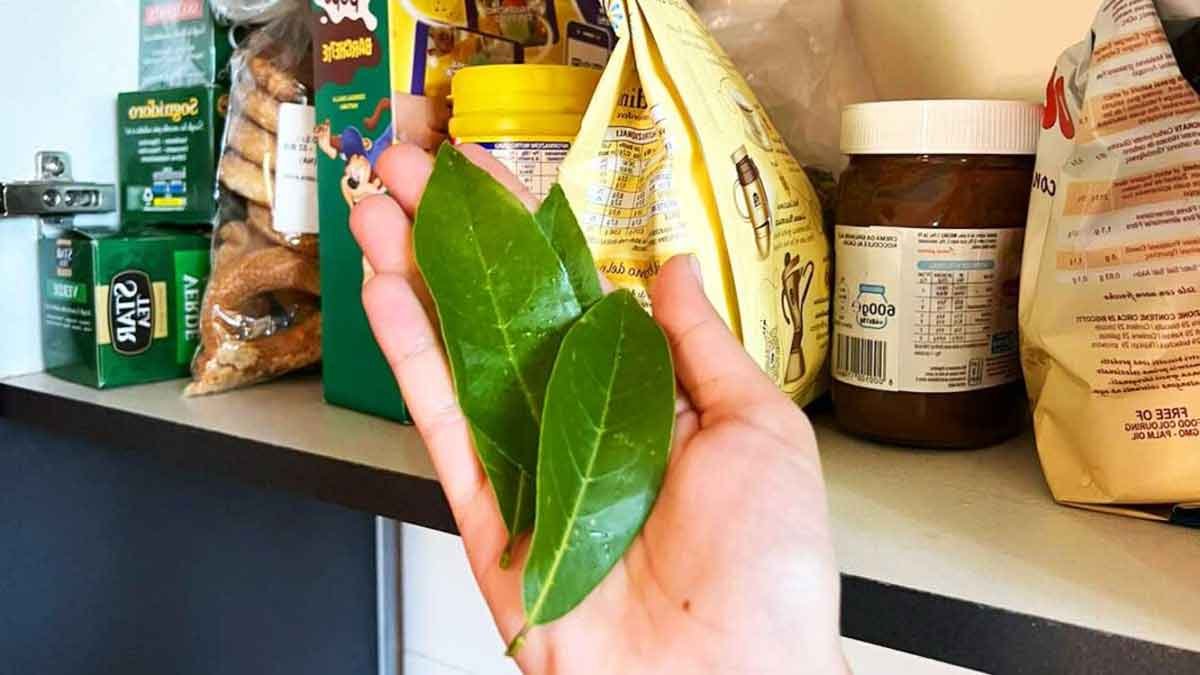 cette plante ancestrale suffit a chasser les insectes dans la cuisine