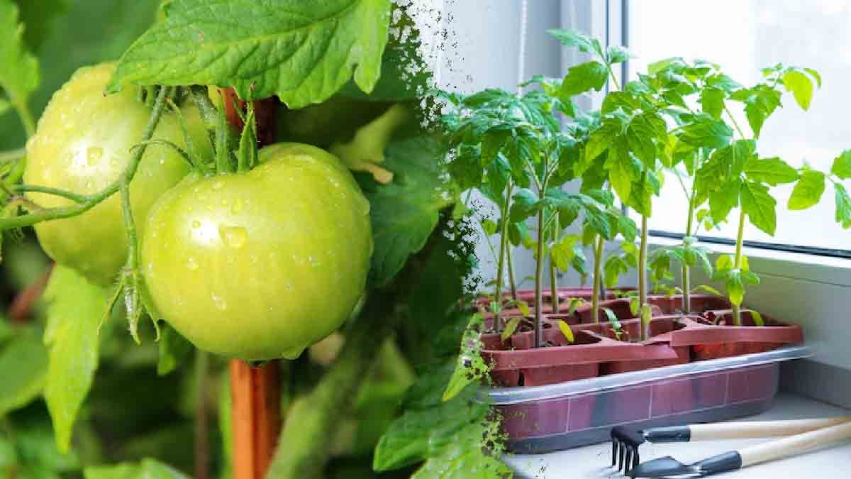 faire pousser des tomates vertes a la maison voici les procedures a suivre
