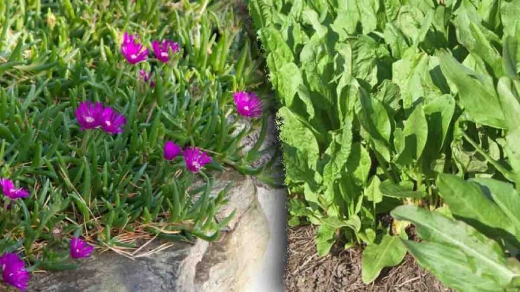 les 3 mauvaises herbes quil ne faut pas eradiquer de votre jardin