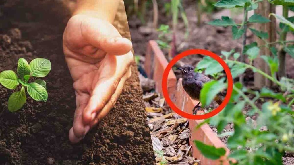 oiseaux du jardin autres que lepouvantail voici des astuces fantastiques pour les faire partir instantanement