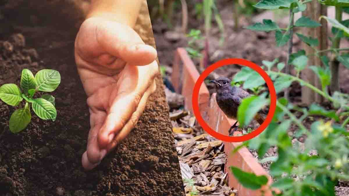 oiseaux du jardin autres que lepouvantail voici des astuces fantastiques pour les faire partir instantanement