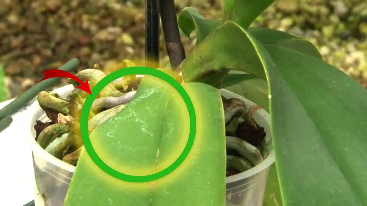 si vous avez trouve des petits points sur votre orchidee vous devez immediatement agir comme ceci.jpg