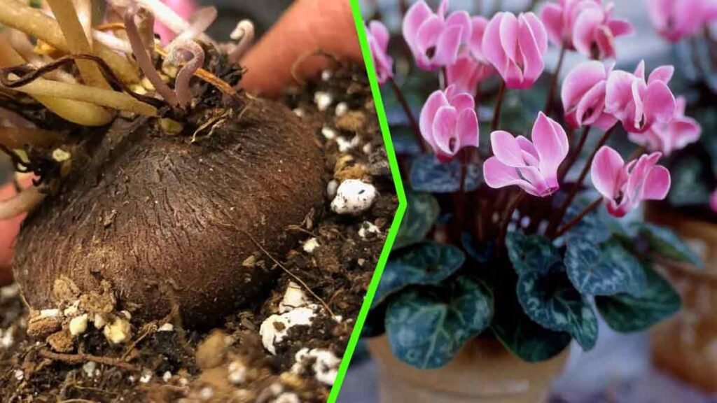suivez ces precieux conseils pour bien preparer votre cyclamen a lhibernation
