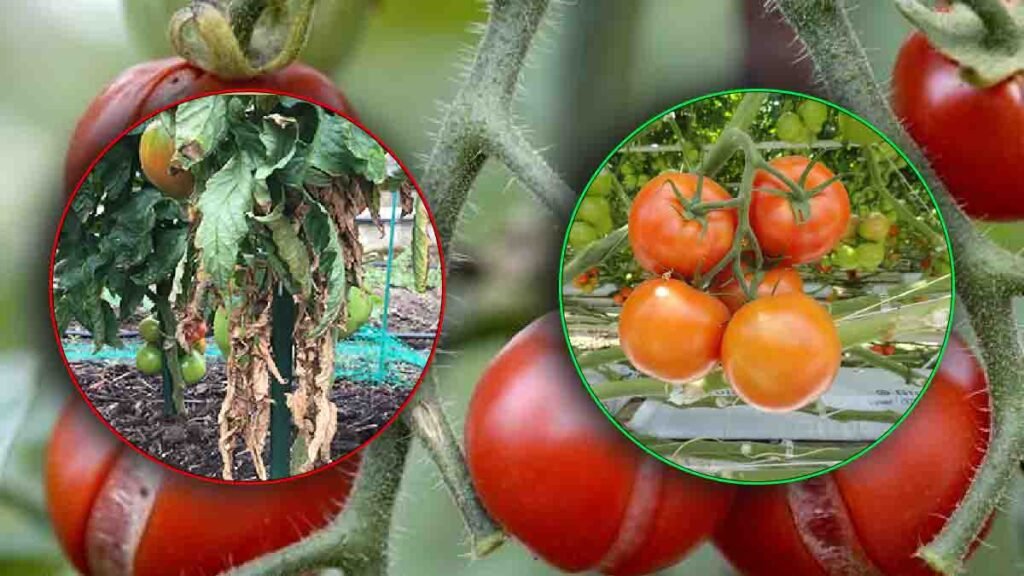 voici la bonne procedure pour arroser convenablement vos tomates