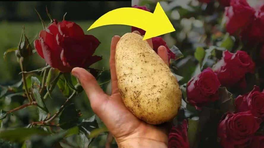 1 pomme de terre suffit a multiplier une belle rose cest fou ce tour de magie des pepinieristes.jpg 1
