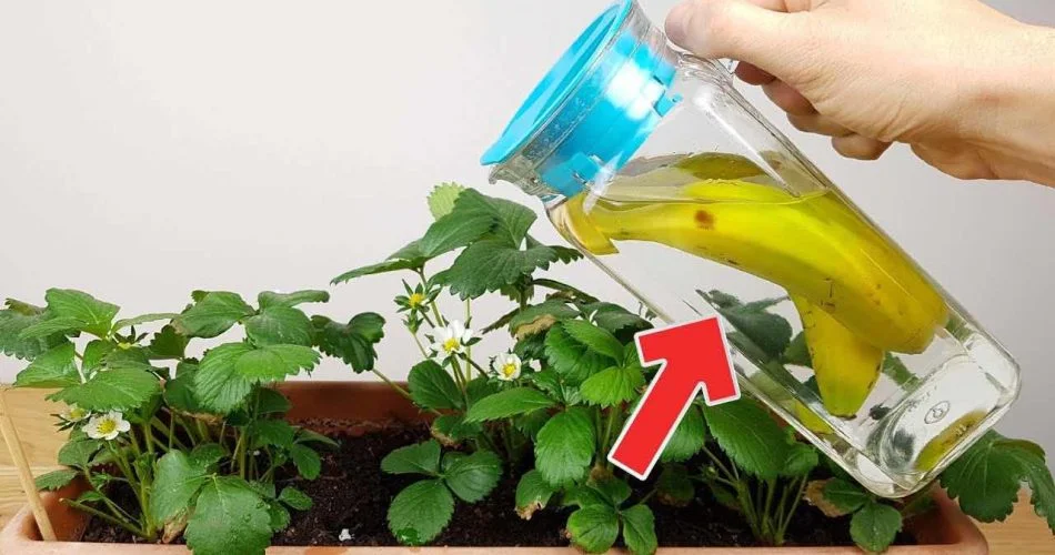 10 volte piu rigogliose 950x500 2.jpg