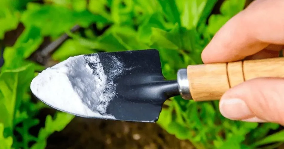 2334443433434 950x500 1.jpg