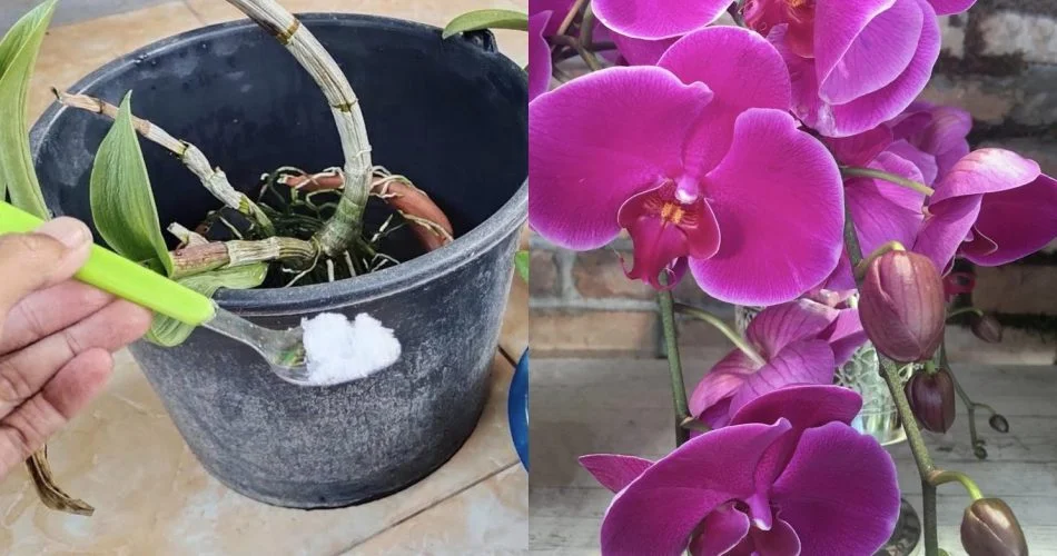 29DIID 950x500 1.jpg