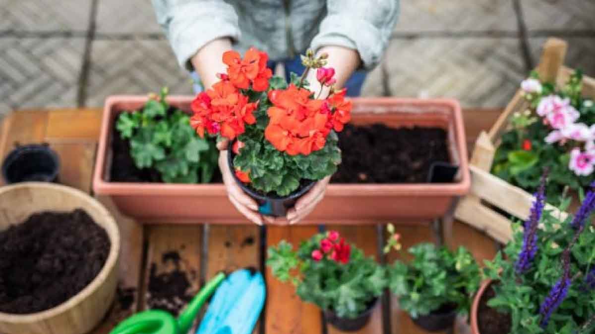 3 astuces simples pour prolonger la floraison des geraniums tout au long de lete 1