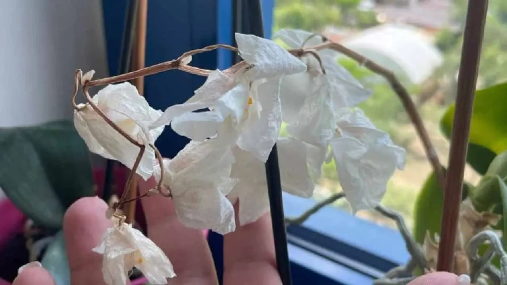 3 facons de recuperer une orchidee qui se fletrit a cause de la chaleur.jpg 1