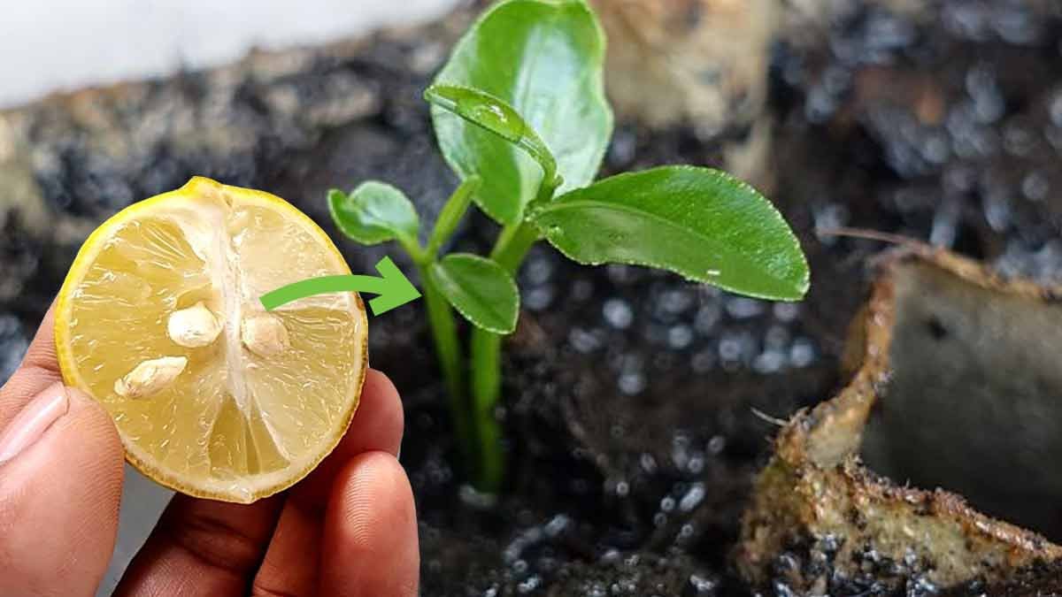 3 methodes super efficaces pour faire pousser des pepins de citron rapidement