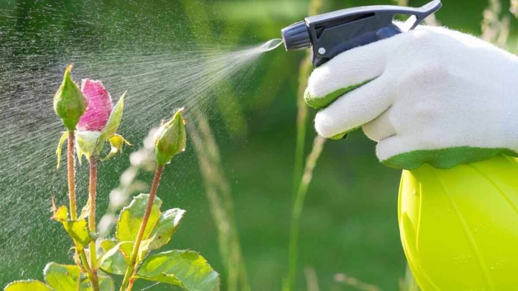 5 usages inattendus de leau oxygenee dans le jardin