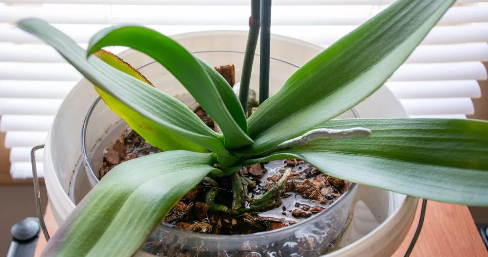 783838 950x500 1.jpg