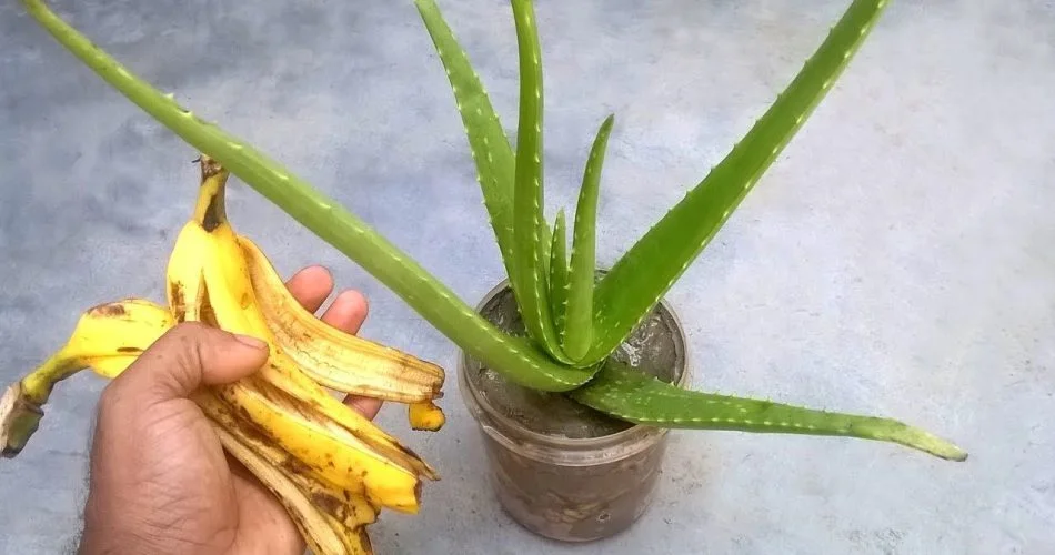 88bceabbf6b15d4d918b6865e24669d9 950x500 1.jpg