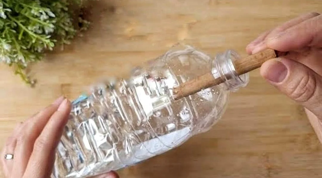 Cannella nellaceto.jpeg