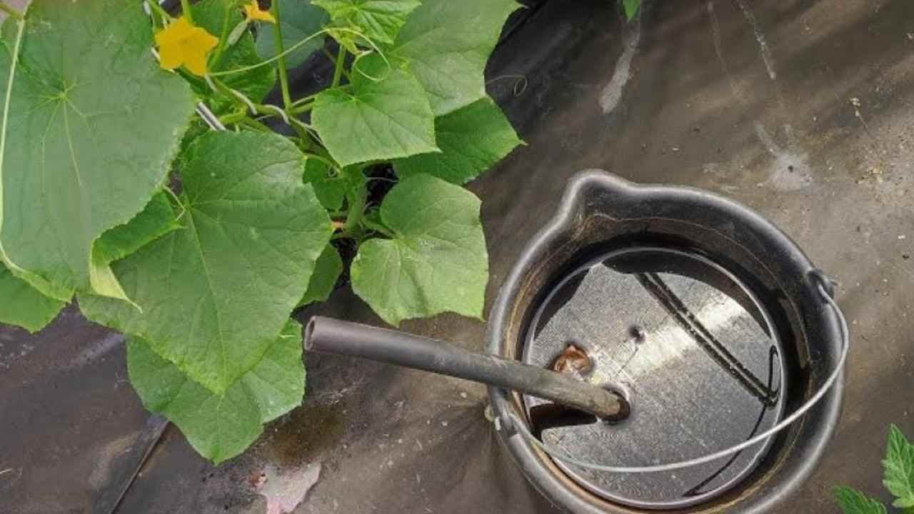 Composto per piante 1