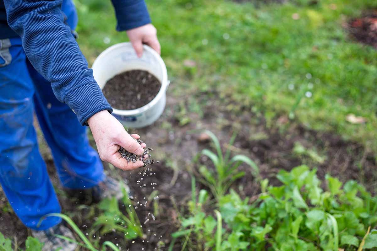 Gardener Applying Fertilizer to the Vegetable Garden