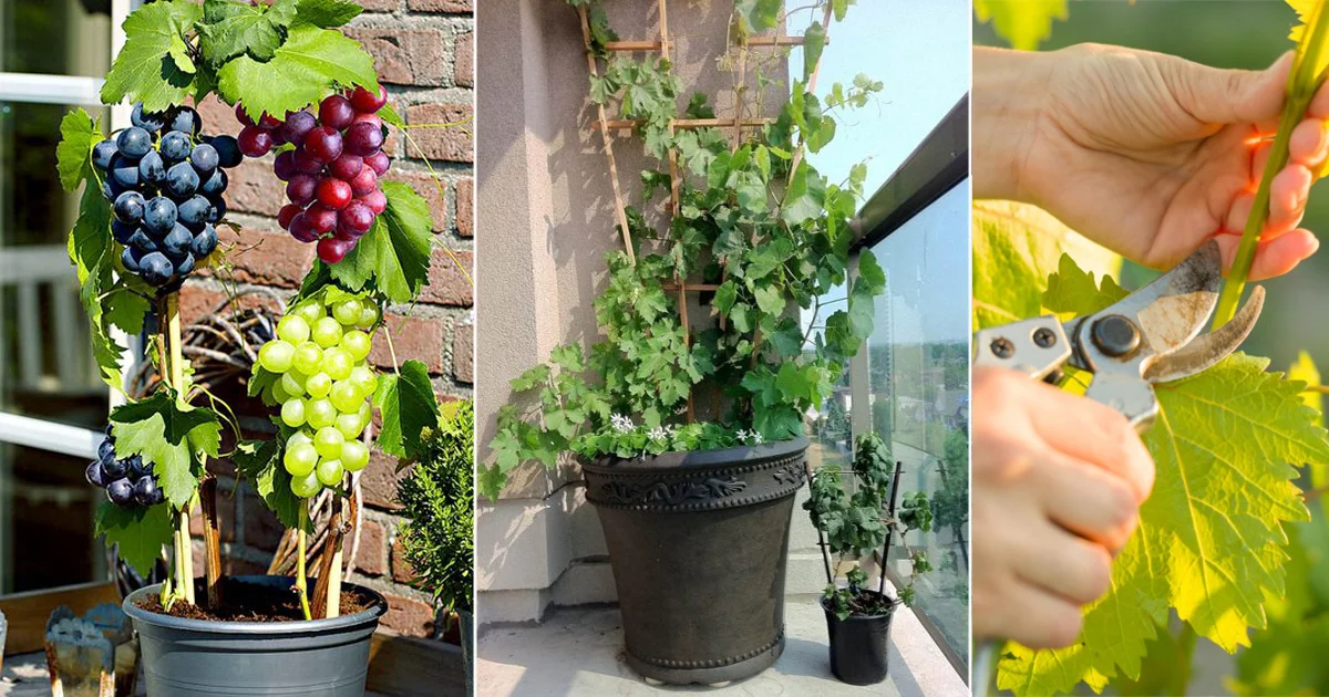 How to Grow Grapes in Pots in Small Spaces6