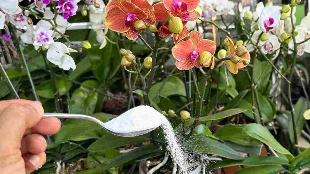 Ingrediente per far crescere piante sane