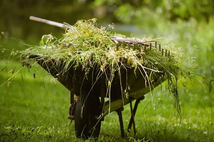 Les mauvaises herbes