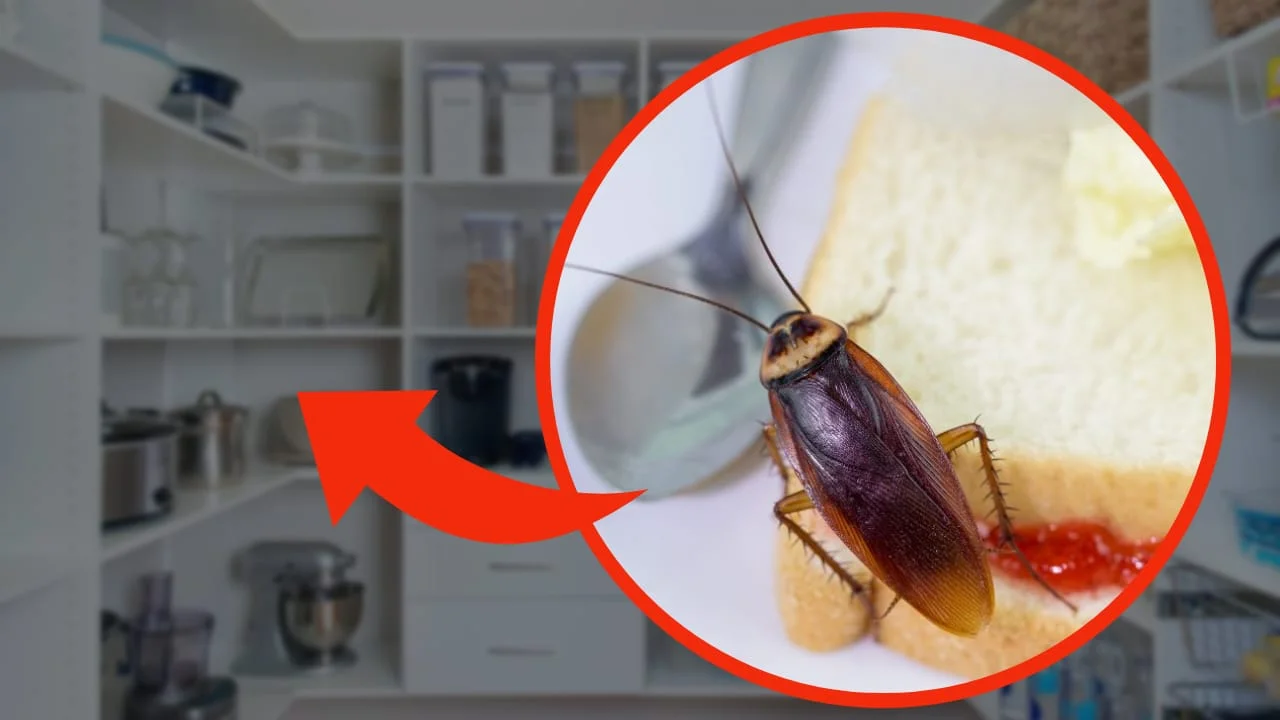 Scarafaggi cosa cercano.jpeg