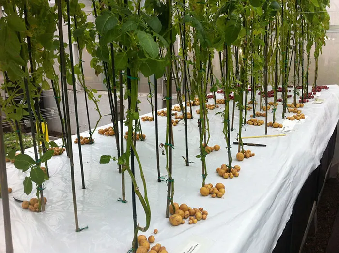 aeroponic potatoes1.jpg