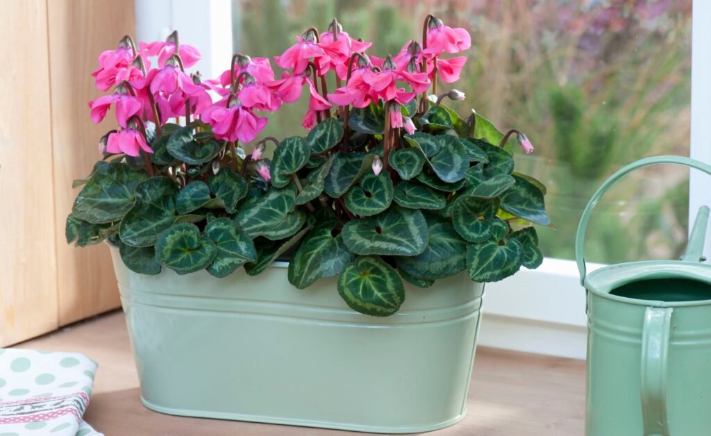 alpenveilchen giessen aufmacher 12366136 strauss