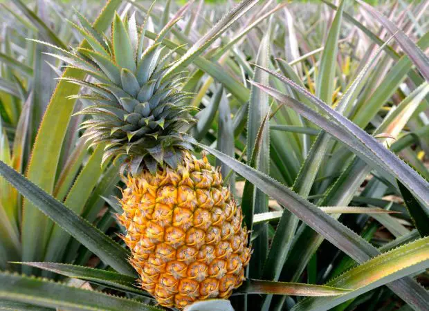 ananas potager.jpg