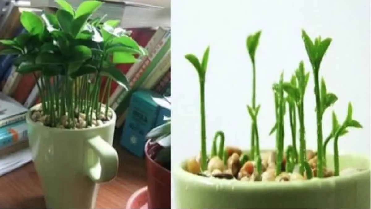apprenez a planter du citron dans une tasse ou un pot.jpg