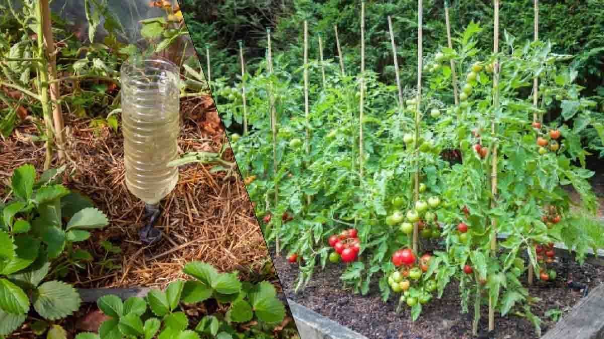 arroser ses tomates avec une bouteille en plastique a lenvers la methode darrosage facile si vous partez en vacances 1