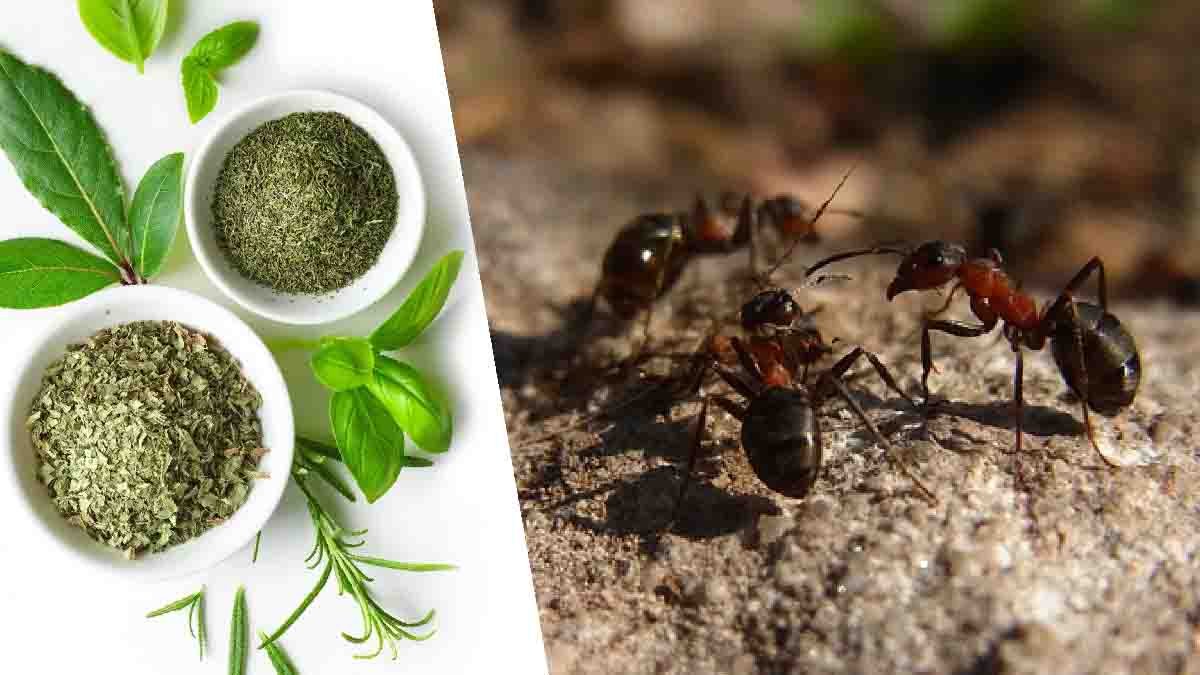 avec une simple plante vous pouvez eloigner les fourmis de votre maison un remede infaillible