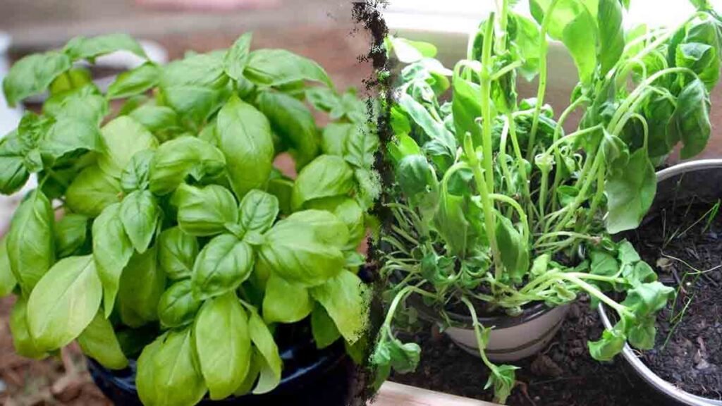 basilic si vous ne faites pas ceci dici la mi juin vous vous retrouvez avec une plante morte