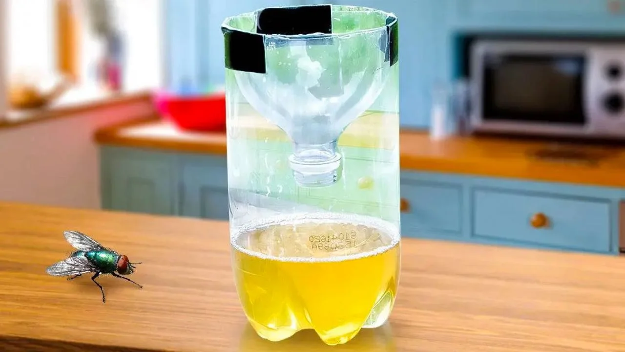 bottiglia e mosca in cucina.jpg