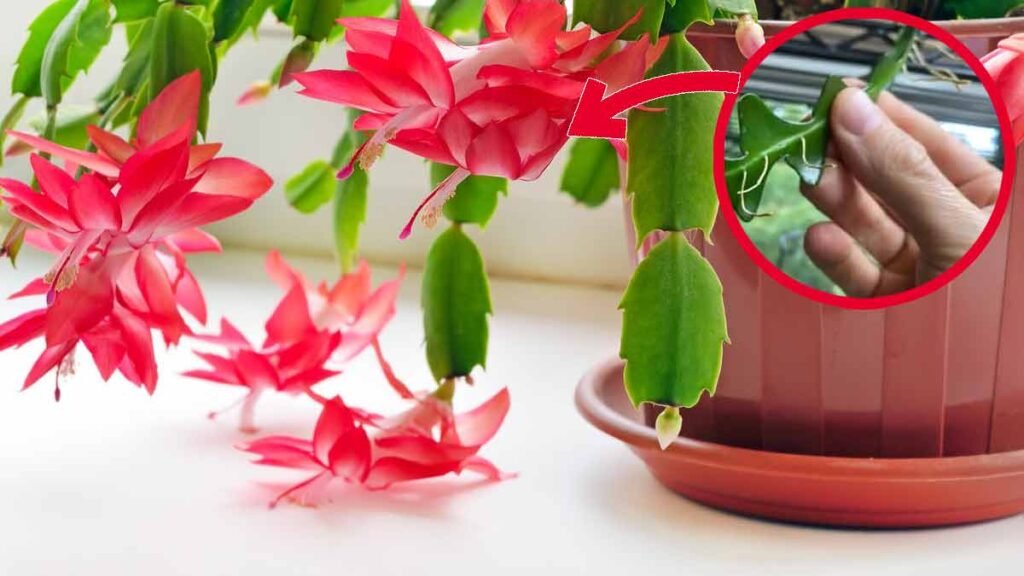 cactus orchidee comment le reproduire a partir dune simple tige