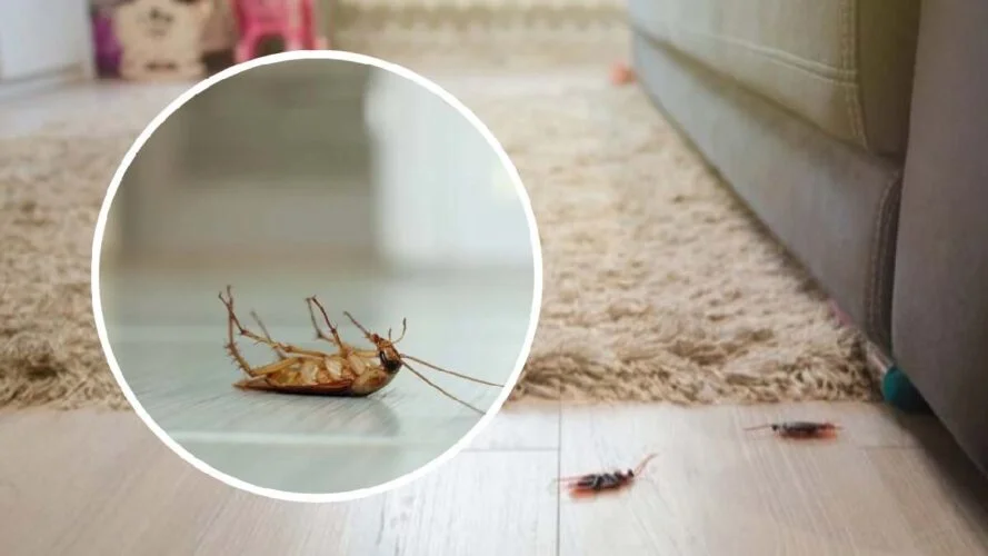 cafards a la maison voici la solution definitive pour les eliminer a tout jamais.jpg