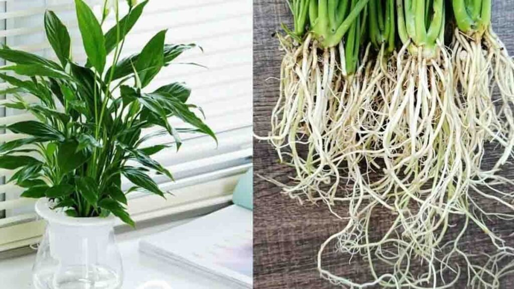 cette plante purifie lair ambiant cultivez la dans leau avec 0 soin