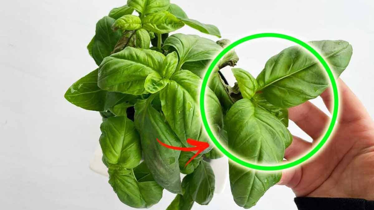 comment avoir une plante de basilic avec pleine de feuilles vertes pendant longtemps