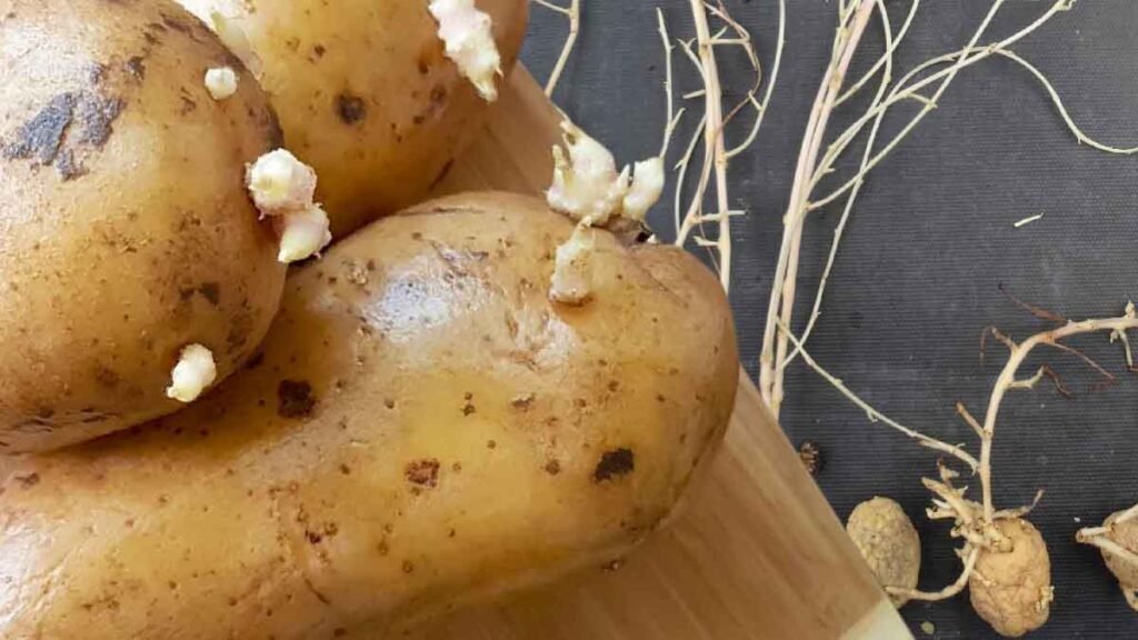 comment eviter que les pommes de terre ne germent voici les astuces faciles qui peuvent changer votre vie
