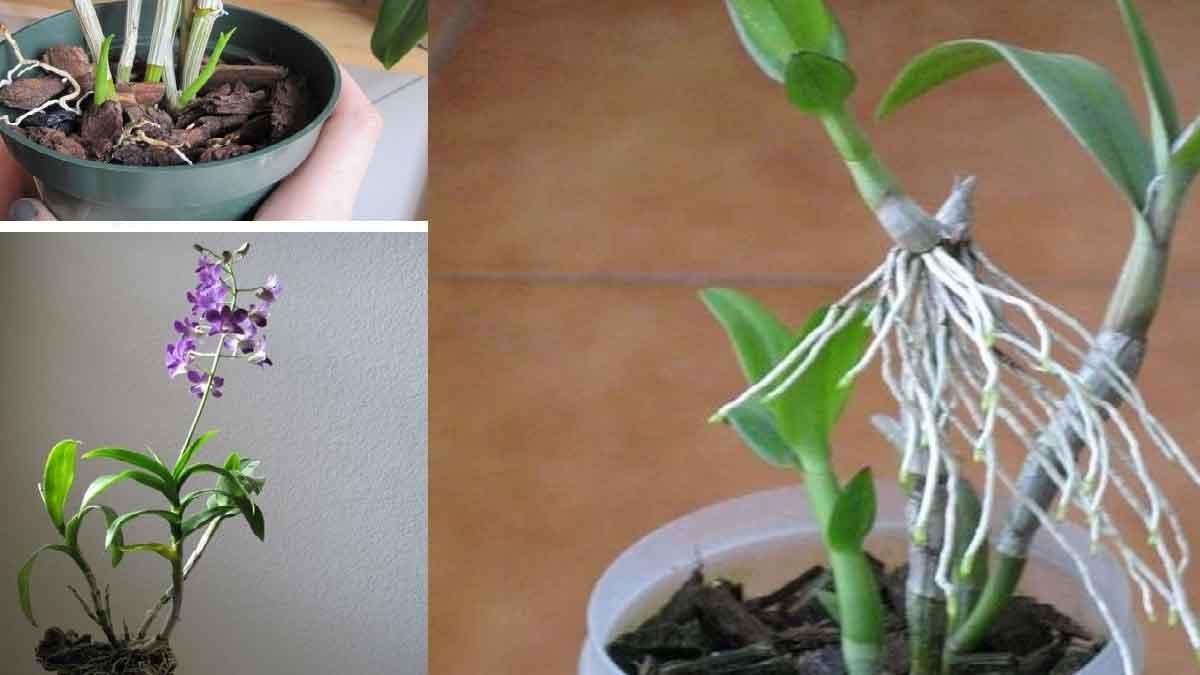 comment reproduire des orchidees a partir de vieilles branches fanees methode simple 1