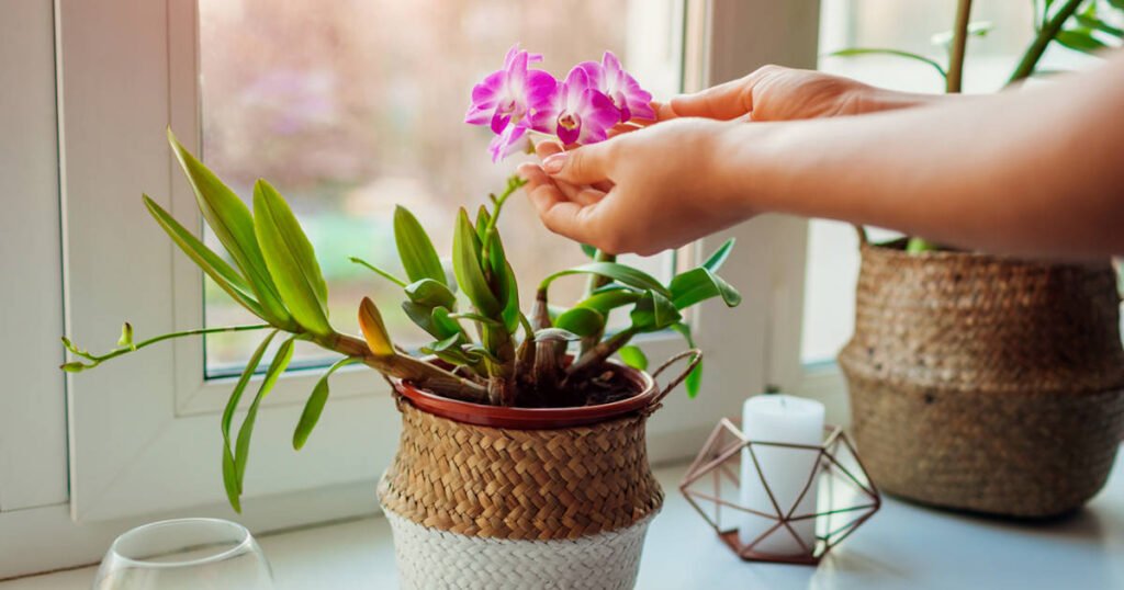 como cuidar bien las orquideas a0c6db9a 230417104105 1200x630