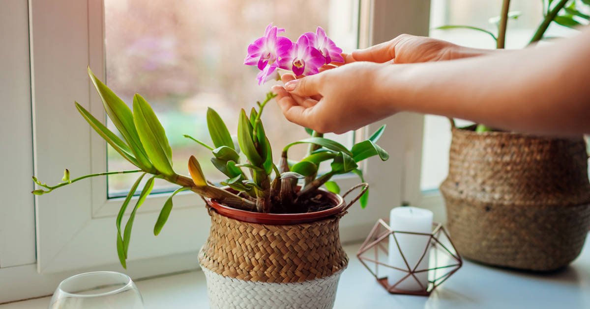 como cuidar bien las orquideas a0c6db9a 230417104105 1200x630