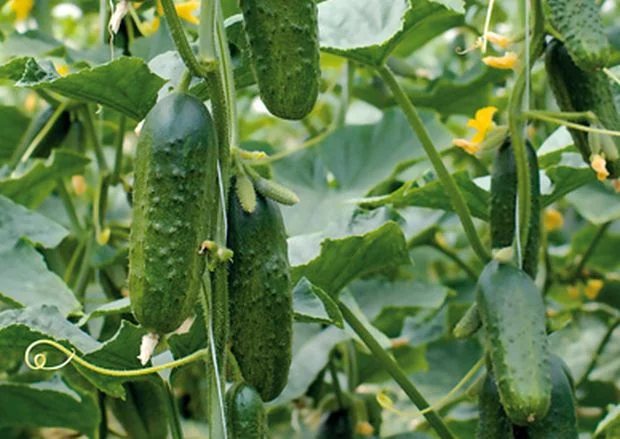 cornichons potager.jpg 1